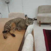 گربه گمشده در ذوالفقاری