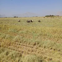 گوسفند داشتی