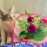 گربه گمشده