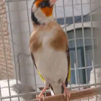 سهره جوجه قفس|پرنده|ری, علایین|دیوار