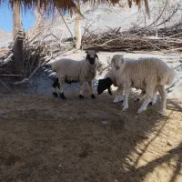 سه بره نر چاق
