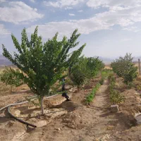فروش باغ به متراژ ۹۰۰متر در روستای هیبت اللّه|فروش دفتر صنعتی، کشاورزی، تجاری|سنقر, |دیوار