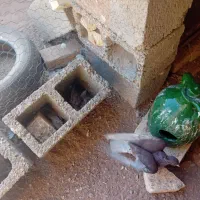 ۲۳۰ هزارتومان