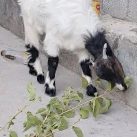 کهره|حیوانات مزرعه|جم, |دیوار