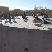 کبوتر کراواتی