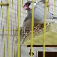 فنچ نرگسی سیلور مولد