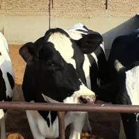 انواع گاو گوشتی شیری گوساله تلیسه