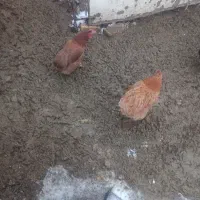 مرغ تخم گذار