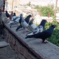 کبوتر