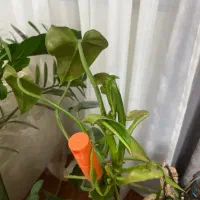 گلدون گوش فیلی یا فیلو دنرون بزرگ|گل و گیاه طبیعی|خرمآباد, |دیوار