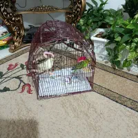 مرغ عشق با قفس|پرنده|شیراز, امام حسین|دیوار