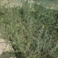 بذر آکاسیا ویکتوریا|خدمات باغبانی و درختکاری|لامرد, |دیوار