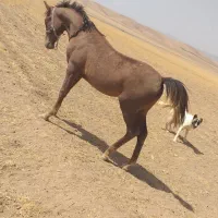 مادیان و کره نریان