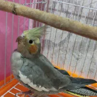 عروس هلندی برزیلی گمشده