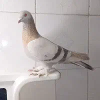 فروش کفتر سوسنی بی عیب