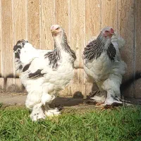 برهما لایت|حیوانات مزرعه|رشت, فلسطین|دیوار