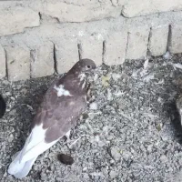 کبوتر|پرنده|تهران, حصارک|دیوار