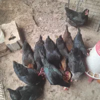 مرغ وخروس تخمگذار جوان|حیوانات مزرعه|ساوه, |دیوار