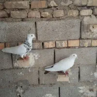کبوتر