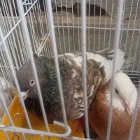 کبوتر نژاد آلمانی و نژاد اصل