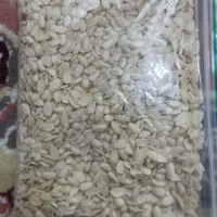 بادمشک بادام کوهی