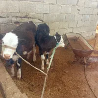 فروش گاو گوساله نر|حیوانات مزرعه|شیراز, کوشک میدان|دیوار