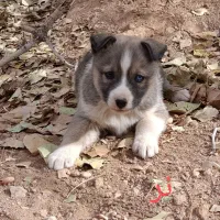 واگذاری سرپرستی توله سگ فقط 1 تومن|سگ|شیراز, فرودگاه شهید دستغیب شیراز|دیوار