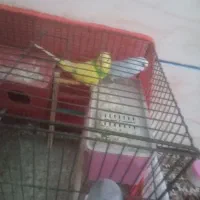 مرغ عشق|پرنده|بم, |دیوار