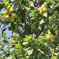 فروش باغ مرکبات|فروش دفتر صنعتی، کشاورزی، تجاری|بهبهان, |دیوار