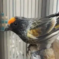 یک عدد گلبسر نر گمشده