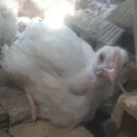 فروش مرغ گوشتی زنده
