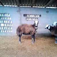 چند تا گوسفند شیشک