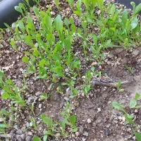 فروش ۷۵۰ متر زمین باغ سند دار