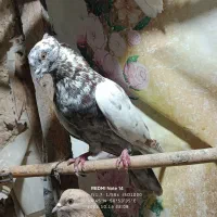 کفتر پرشی