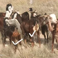 بز نر و ماده برای داشت وقربانی