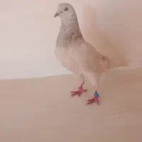 کفتر تهرانی پرشی