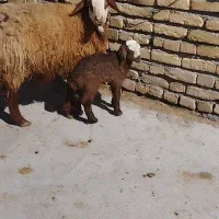 کاور بره دار دودندان