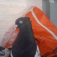 کله اهوازی ذات قدیم|پرنده|اهواز, کوی باهنر|دیوار