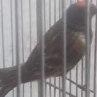 گلبسربهاره