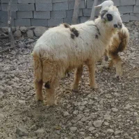 قوچ برای گله نژاد اصیل