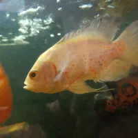 فروش ماهی اسکار|ماهی|شهرضا, |دیوار