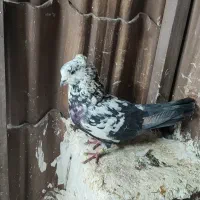کفتر پلنگی ناب