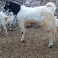 ۵ چپش چاق سنگین