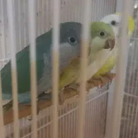 جفت های جوانه راهب جفت لوتینو  سفید ندارم برا فروش