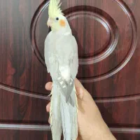 عروس هلندی آهویی مولد ماده و قفس پرنده جدا