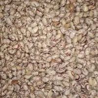 لوبیا چیتی کوقن برایه بذر