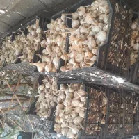 سیر فروشی