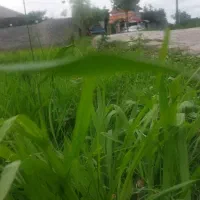 250مترمناسب باغچه(برسوم)