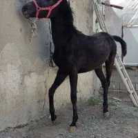 اسب...|اسب و تجهیزات اسب‌سواری|اصفهان, آبشار|دیوار