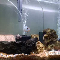 آکواریوم و ماهی|ماهی|رودسر, |دیوار